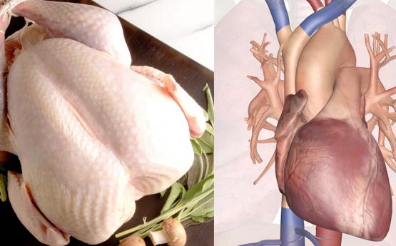 Տեսեք թե ինչ է կատարվում ձեր օրգանիզմում, երբ ամեն անգամ հավի միս եք ուտում