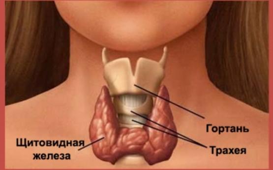 10 признаков проблем со щитовидной железой, о которых вы никогда бы не подумали