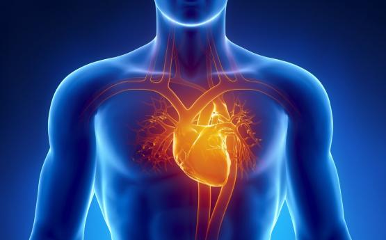 Պարզ միջոց, որը կօգնի ամրացնել և սնուցել սրտի մկանները