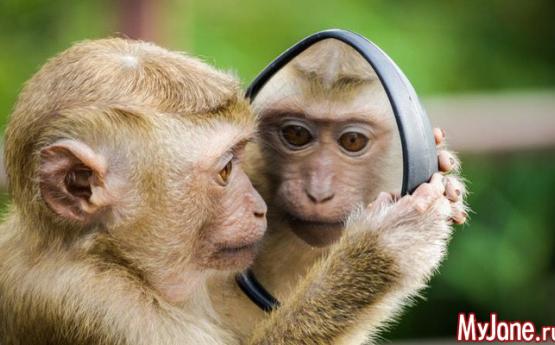 Как вести себя с обезьянками в экзотических странах?